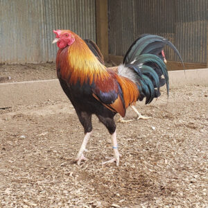 20 Grand White Leg Kelso