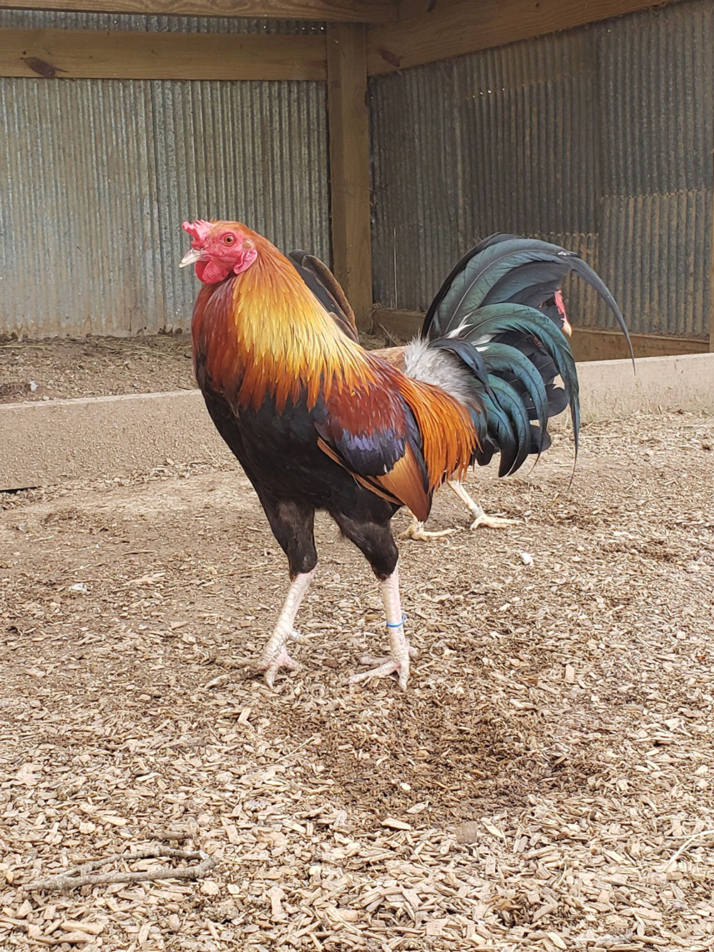 20 Grand White Leg Kelso