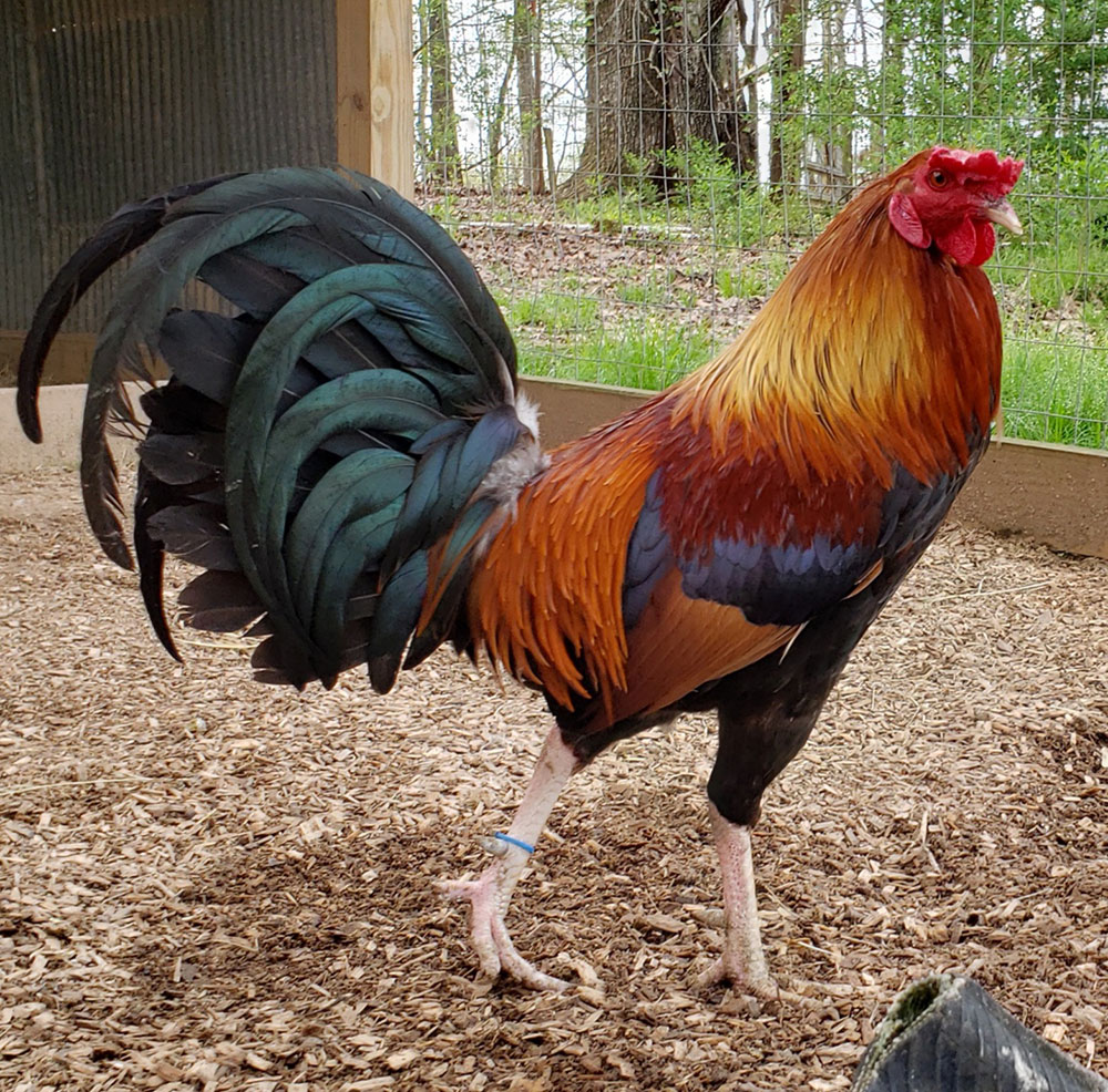 20 Grand White Leg Kelso - Image 2