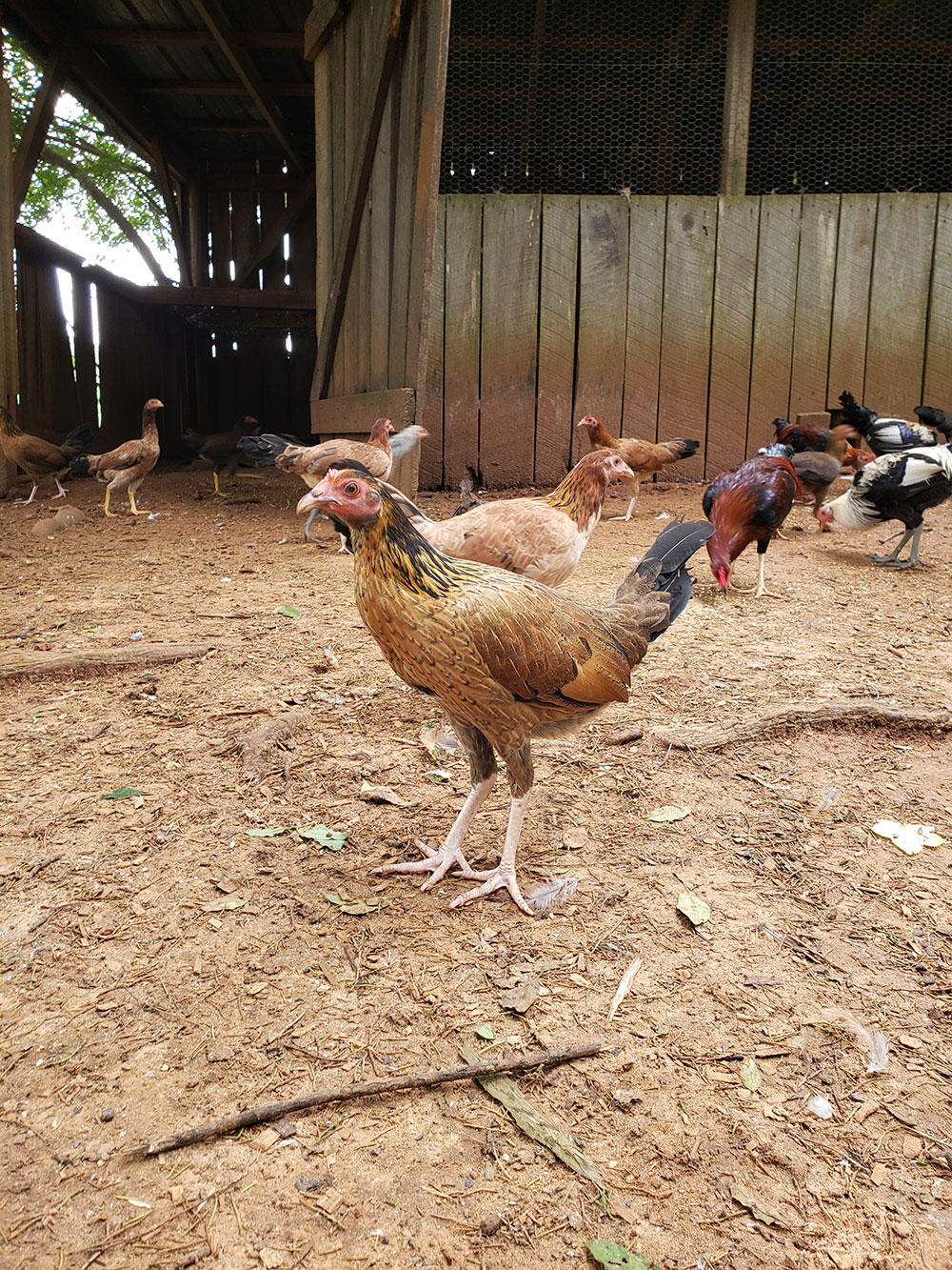 20 Grand White Leg Kelso - Image 7