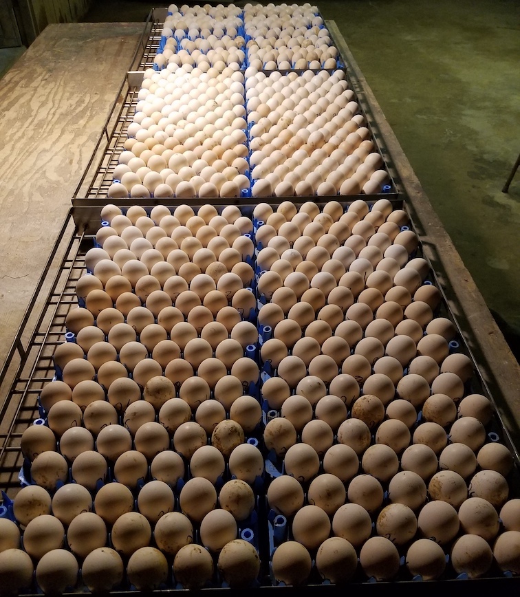 incubation
